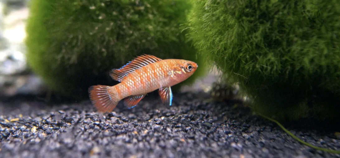 scarlet badis in 10 gallon aquarium